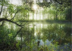 Puzzle: 1000: Stefan Hefele: Homeland Jungle